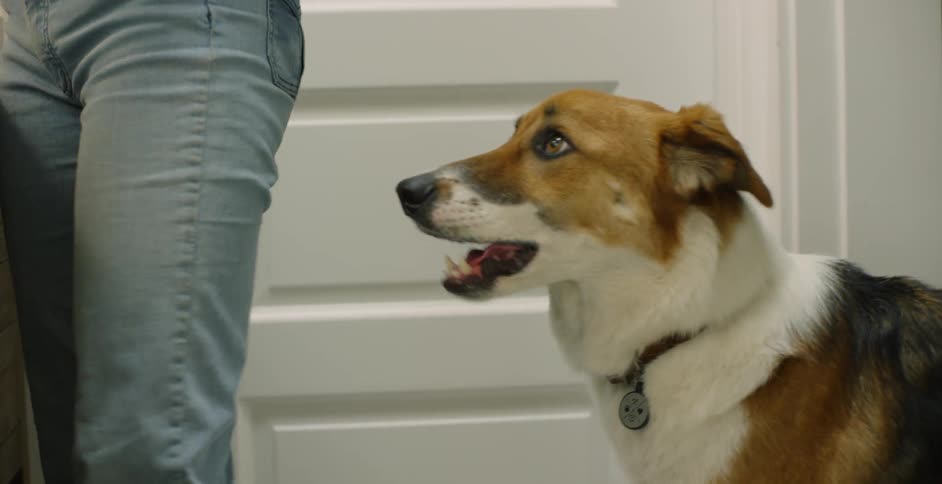 The dog gets a pet in the bathroom