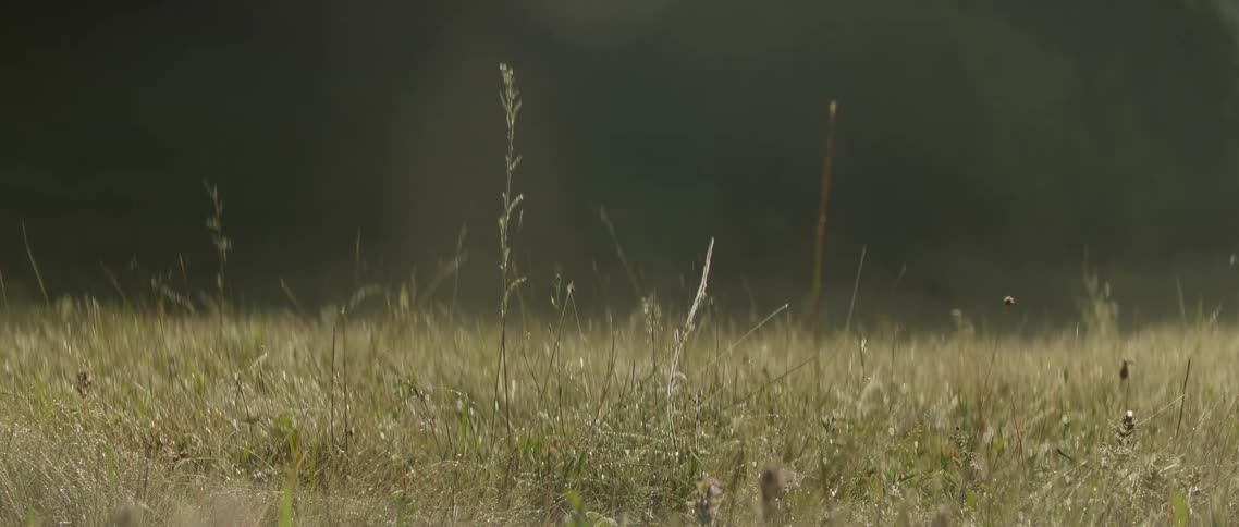 Sun shines down on weeds and grass