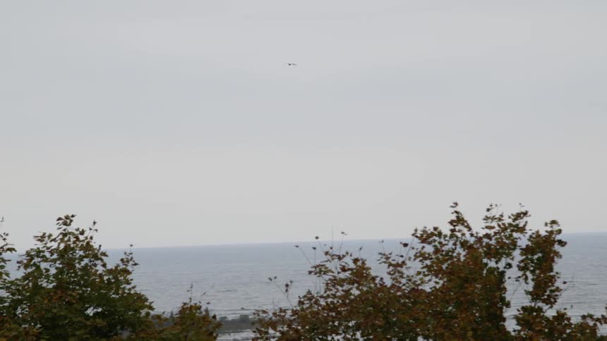 Trees blow in the breeze as they sit next to the ocean