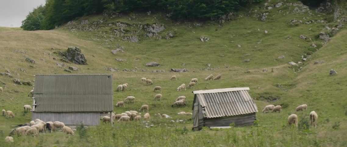 Sheep graze near buildings on a farm