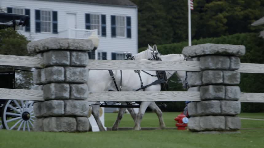 White horses pull a carriage near colonial houses