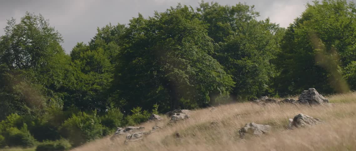 Grass sways on a rocky hillside