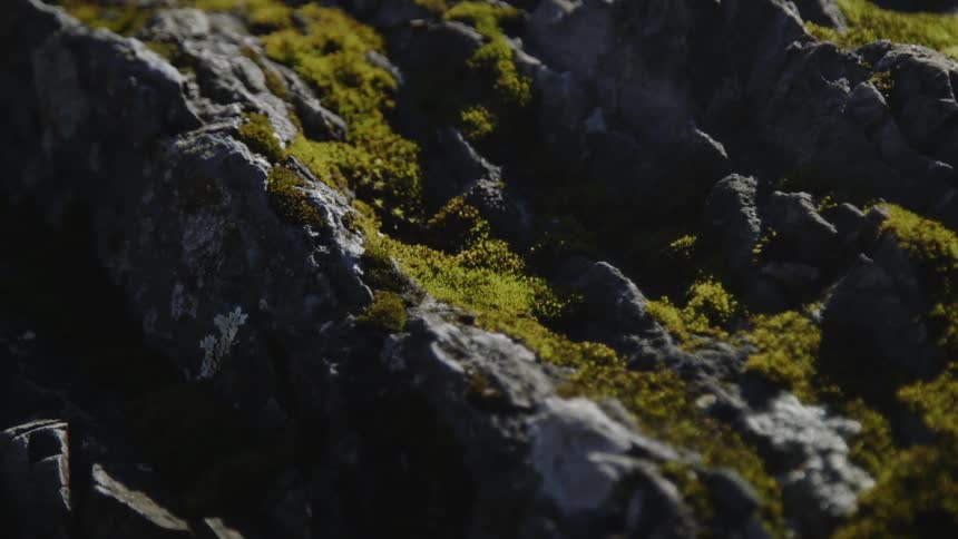 The rocks are covered with green moss