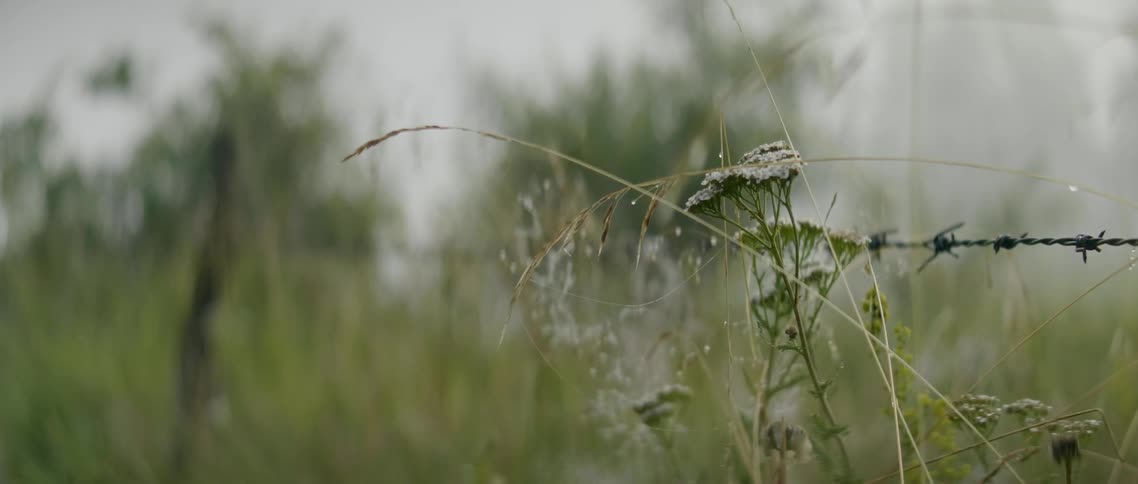 The flowers blow in the wind