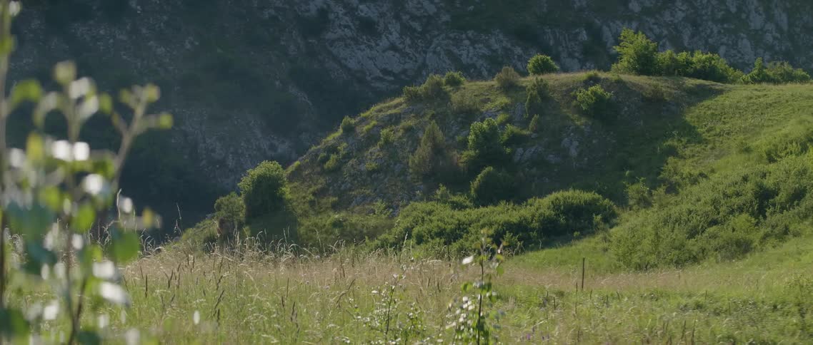 Wildflowers and grass sway in the wind on a sunny day