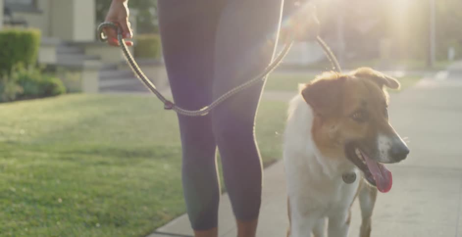 A woman and dog walk in a neighborhood on a sunny day