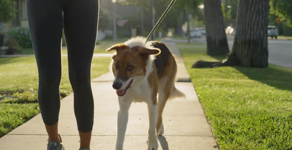 The dog walks with the woman down the sidewalk
