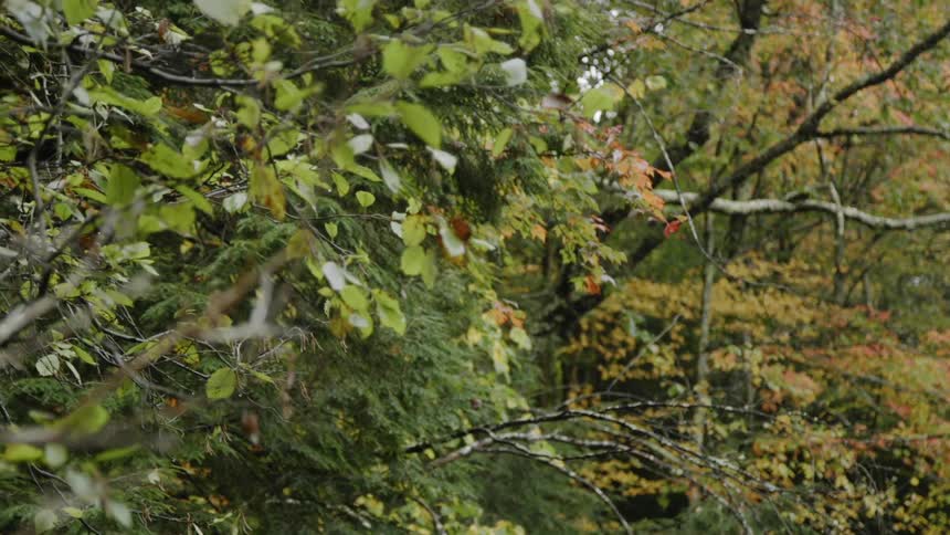 Many branches and leaves in trees in the woods