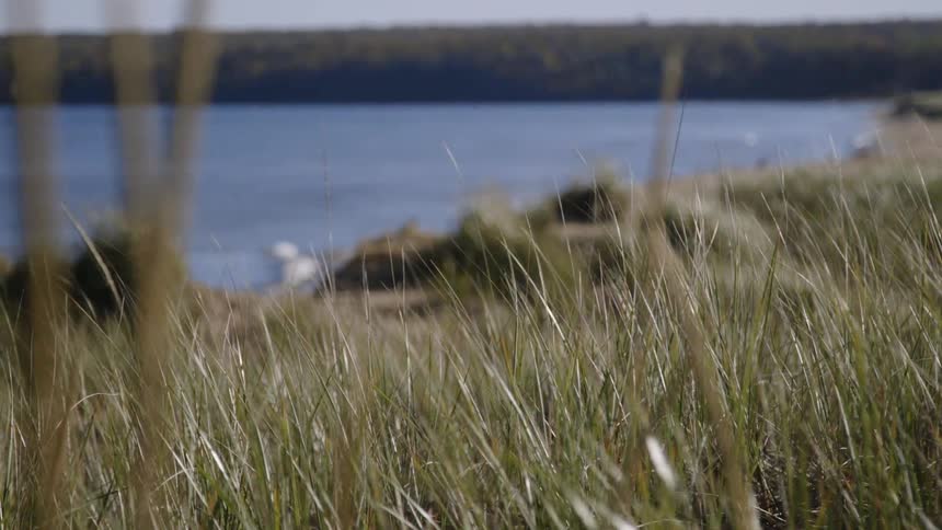 Weeds and rocks sit near the lake as the waves roll in