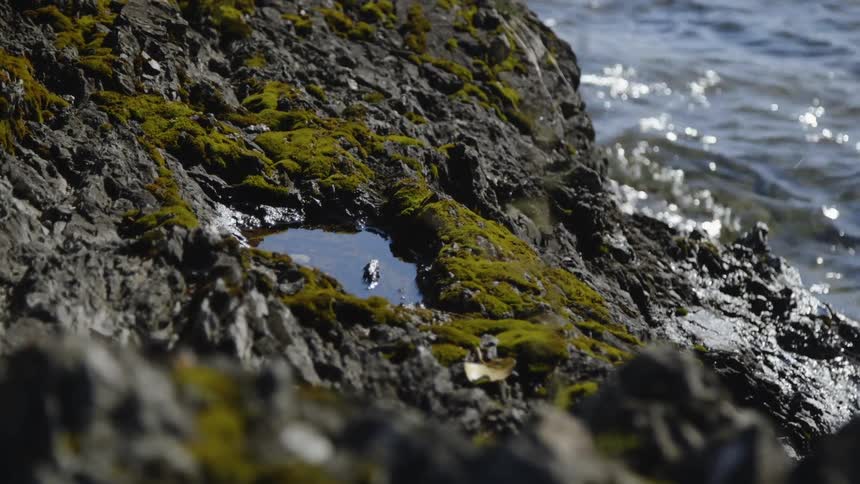 Sun shines on the water and it sparkles and flows next to the shore