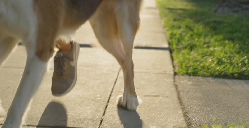 The woman and dog walk on the sidewalk