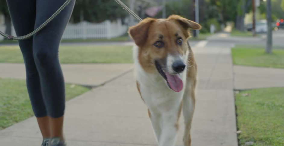 The dog walks with the woman on a leash