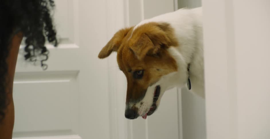 The woman stretches in front of the dog