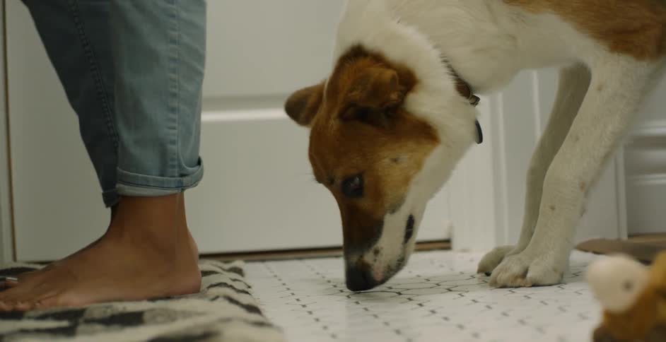 The dog is sniffing the ground behind the person