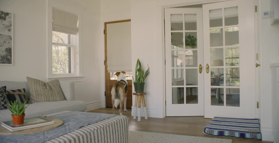 Dog waits by the front door for his owners to get home