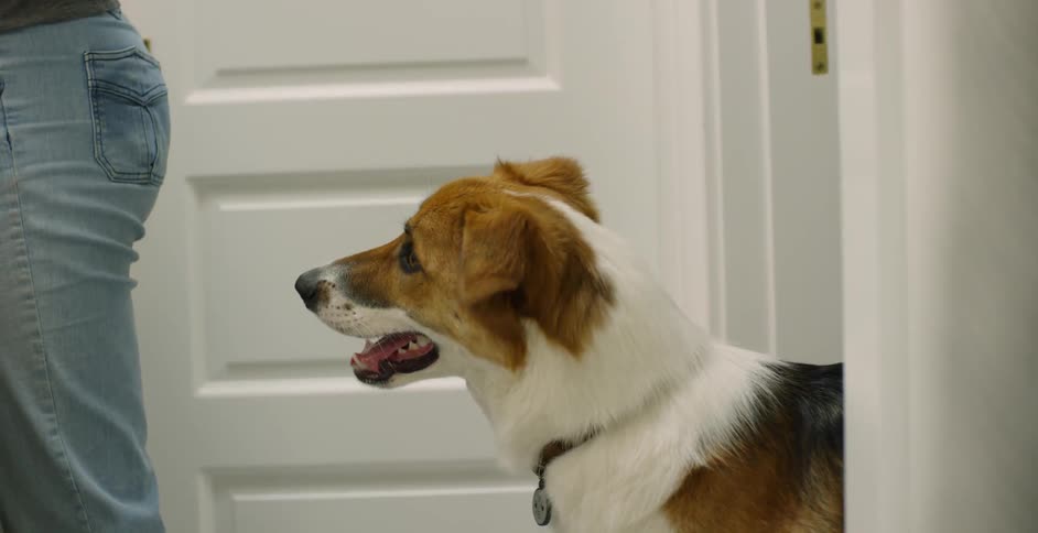 A dog watches a woman get ready in a bathroom