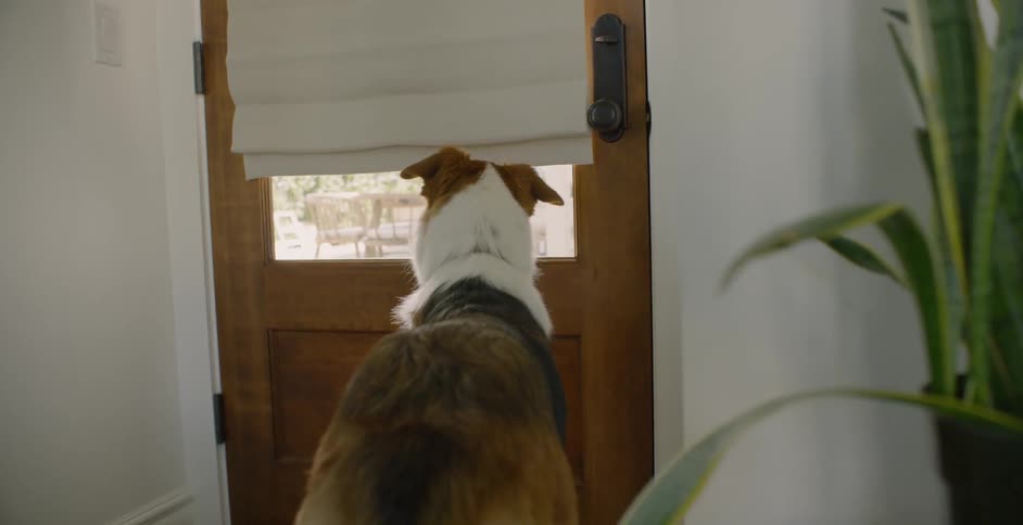 The dog waits by the front door