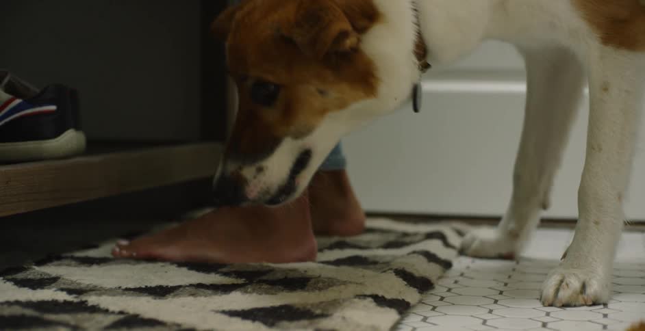 A dog is sniffing at the rug near a person's feet inside a home in daylight