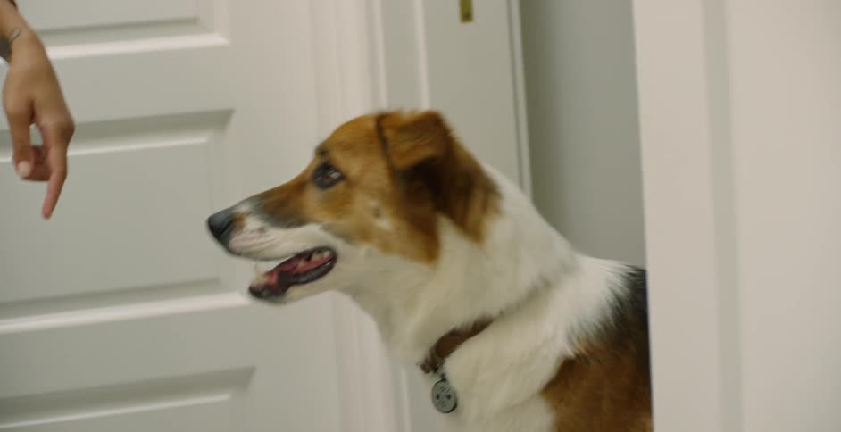 The dog is looking up at a person