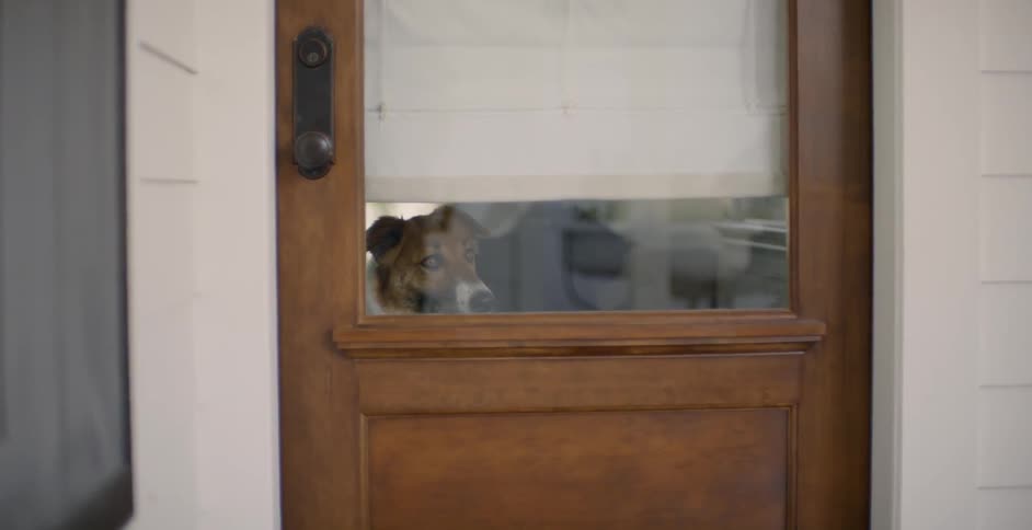 Dog in a house looking out the door