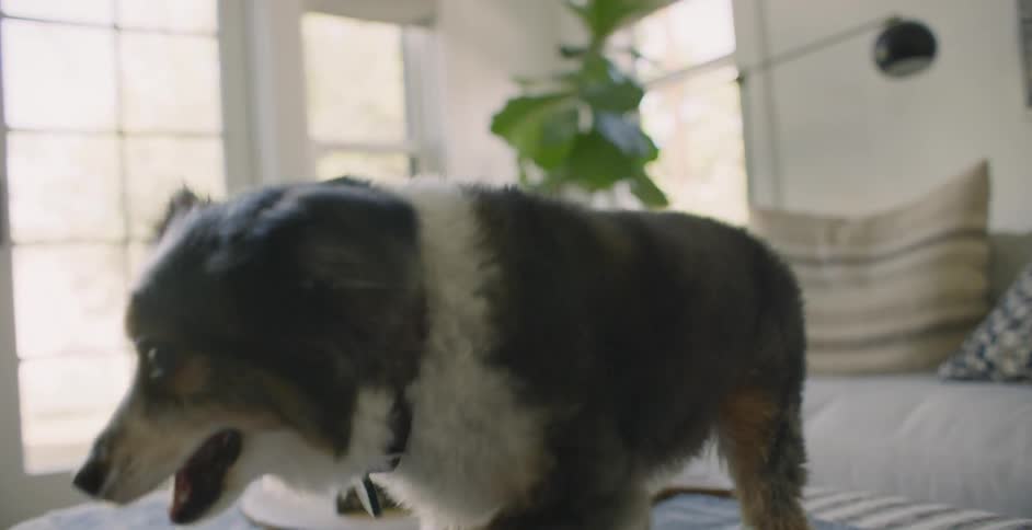 The small dog jumps from the bed
