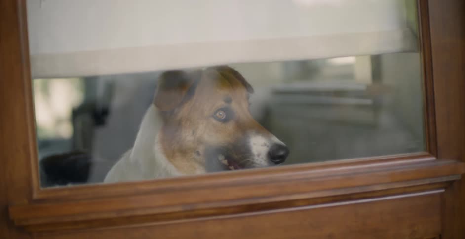 The dog is looking back and forth behind the glass