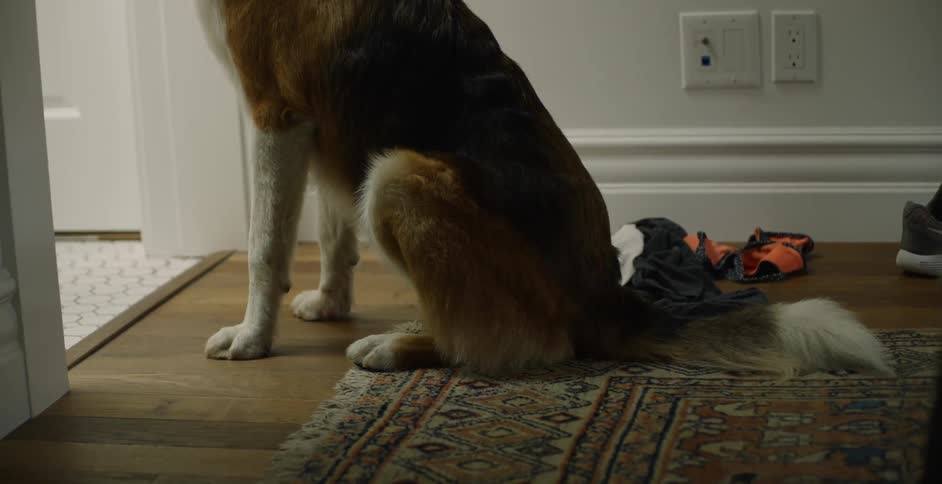 The dog is waiting outside the door