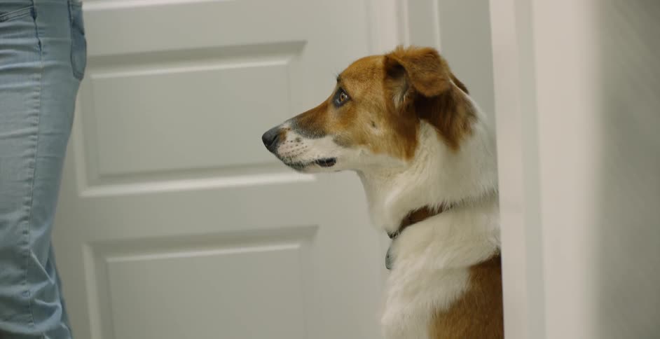 Dog sits in doorway looking at person in blue jeans