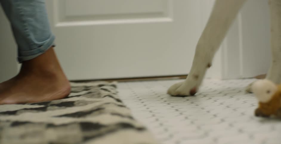 Dog walks up and stands behind a person in a small room