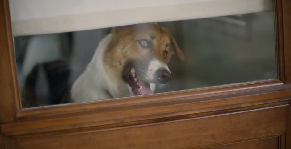 The dog is peeking out the glass from inside