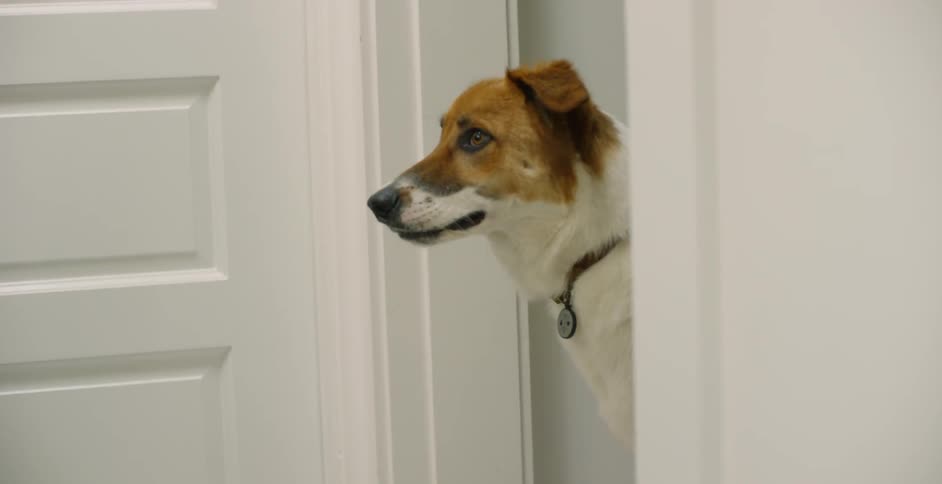The dog is looking around by the doorway