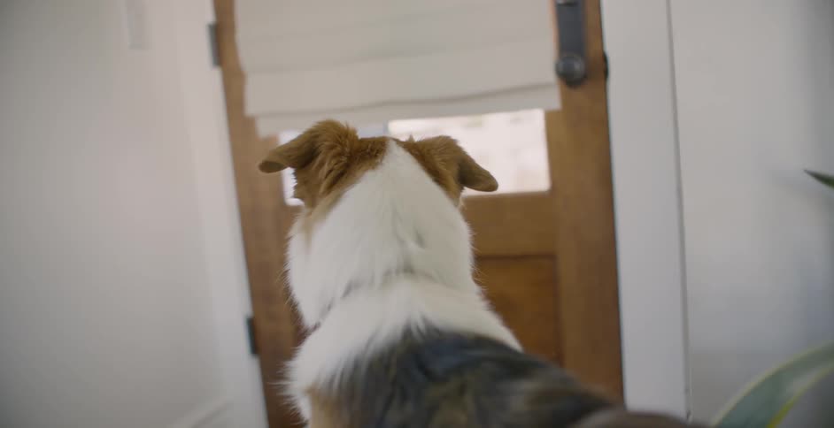 People approach the door as the dog walks towards the door inside