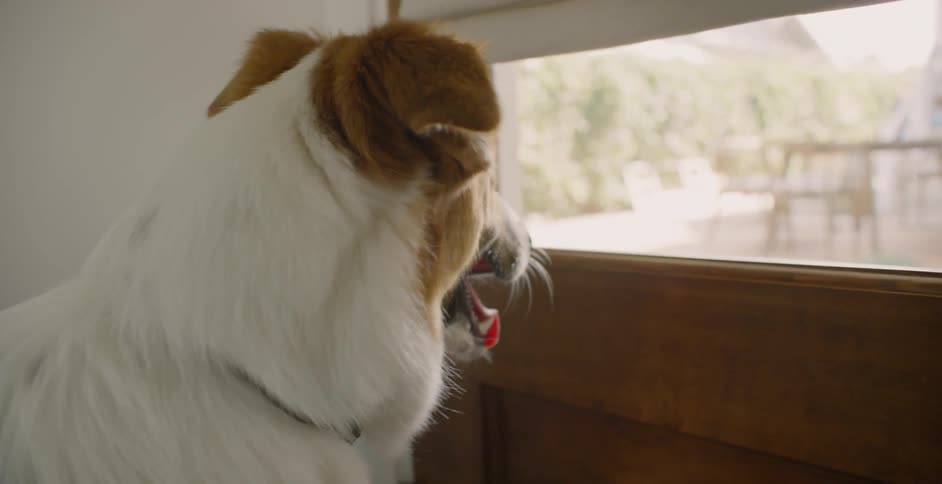 The dog pants looking out the door window