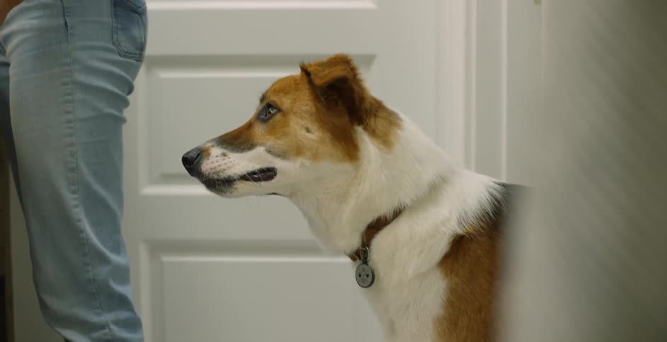 The dog stands behind the woman waiting