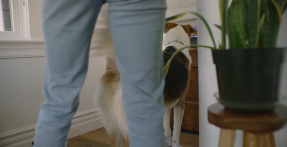 The dog wags his tail as the woman opens the door