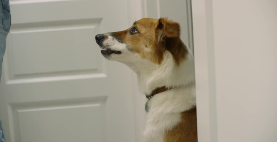 The dog sits in the doorway