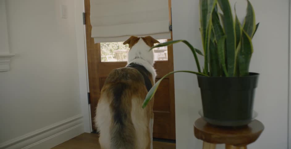A dog looks out the front door window
