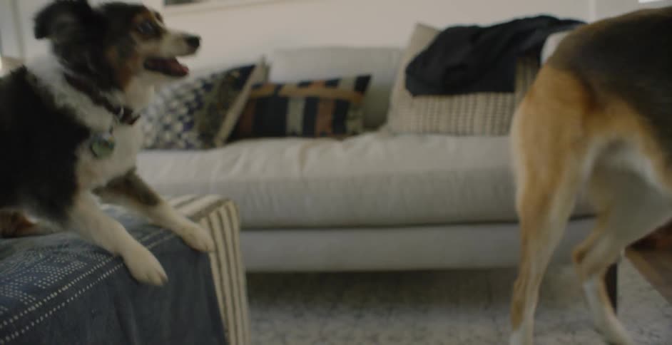 The dogs play around in the room