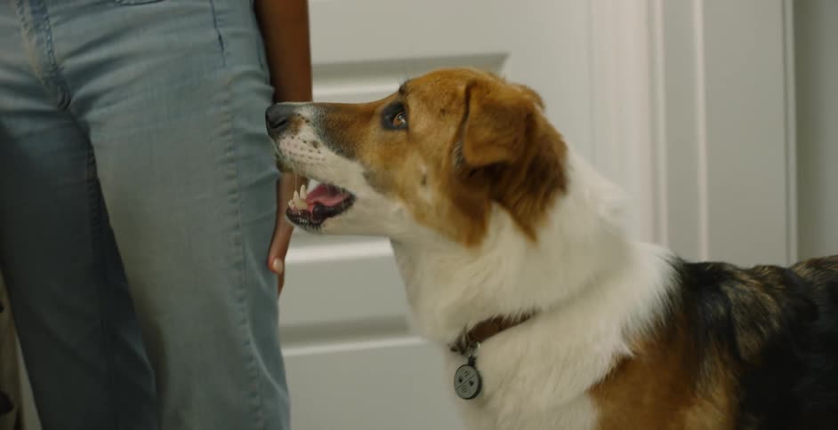 The dog approaches a woman in the bathroom