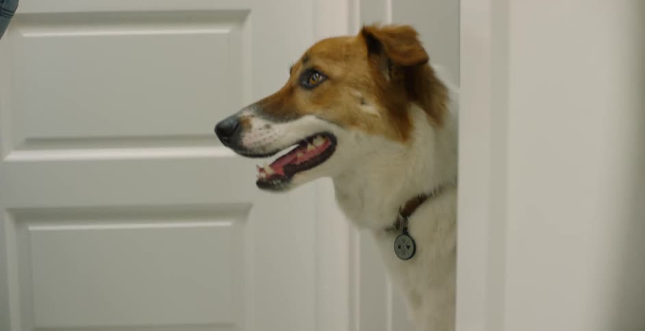 The dog gets a treat from his master