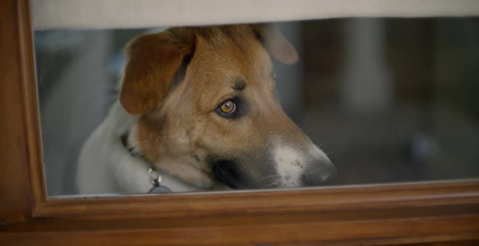 A dog is watching out a window in daylight