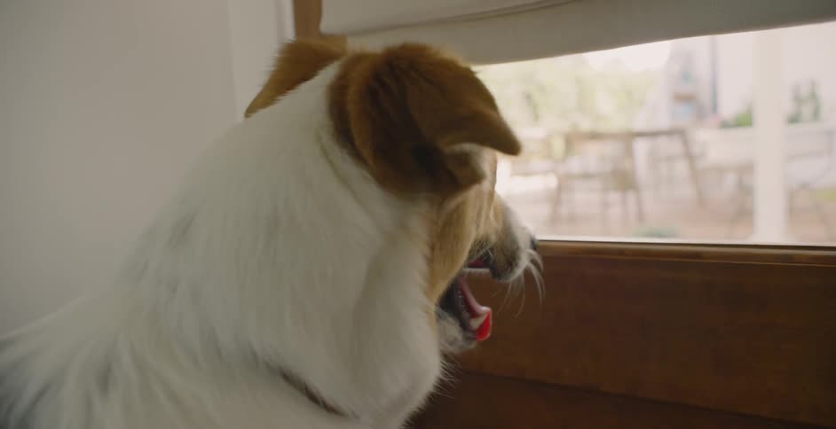A dog waits by the door looking outside