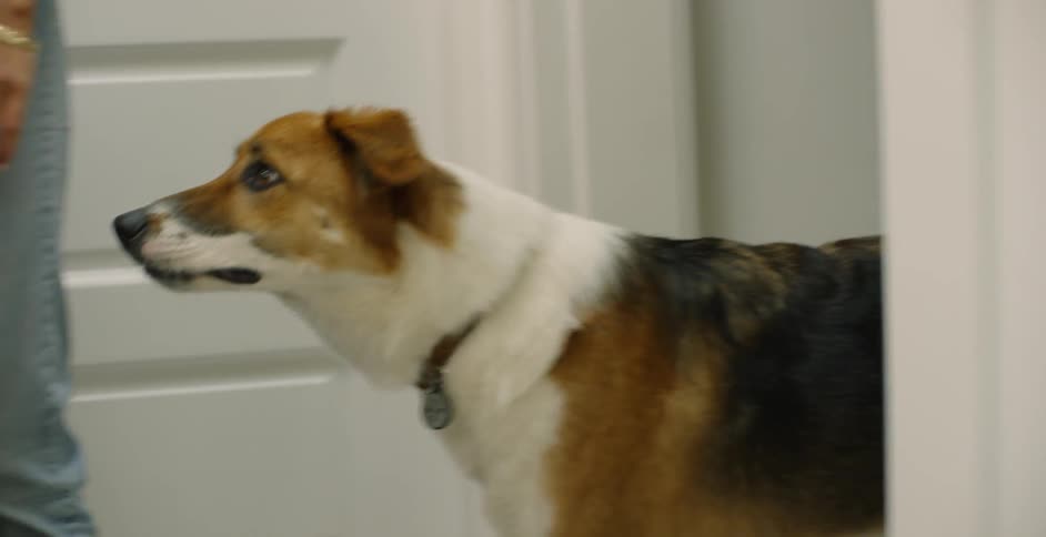 Woman feeds a dog a treat in the bathroom