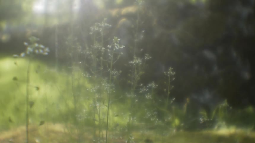 Sunlight shines on plants in a meadow