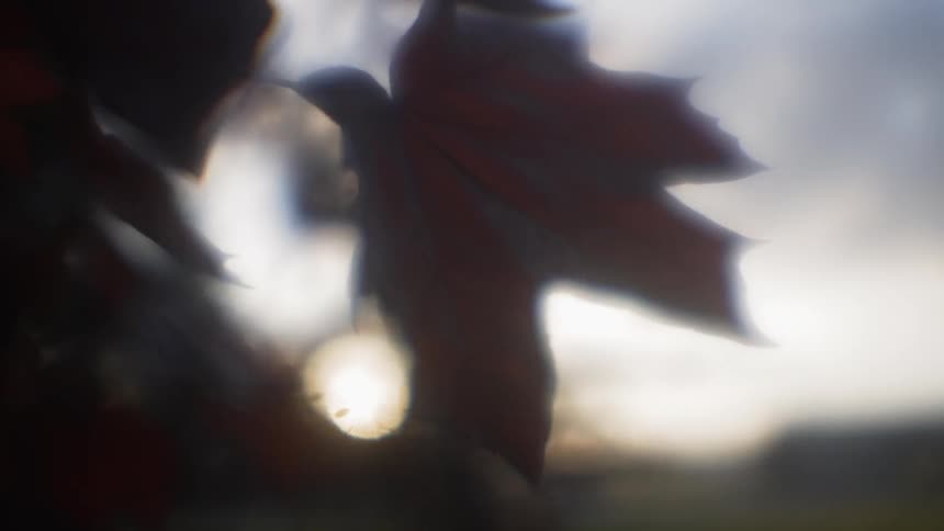 Leaf hangs from a tree while sun sets