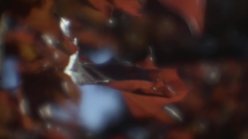 The brown leaves blow fast in the wind