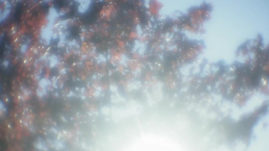 The sun is shining through the leaves of the tree