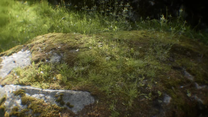 Moss and grass is growing on top of large rock outside