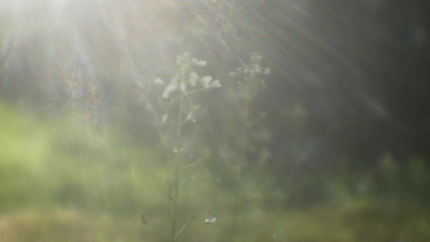 Sunlight is beaming down on flowers in a field during the day