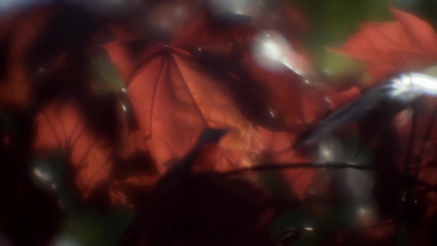 Sunlight shines through autumn leaves on a tree